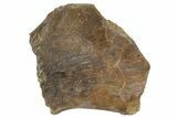 Permian Amphibian (Eryops) Partial Ulna Bone - Texas #153731-2